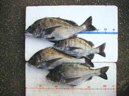 �މʂS�T�D�S�Q�D�S�O�D�R�R�p