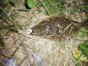 �q�����Q�O�p���傢���ȁH