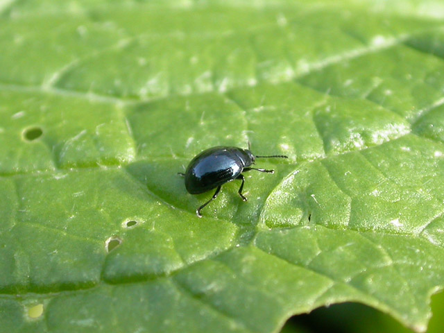 カブの害虫