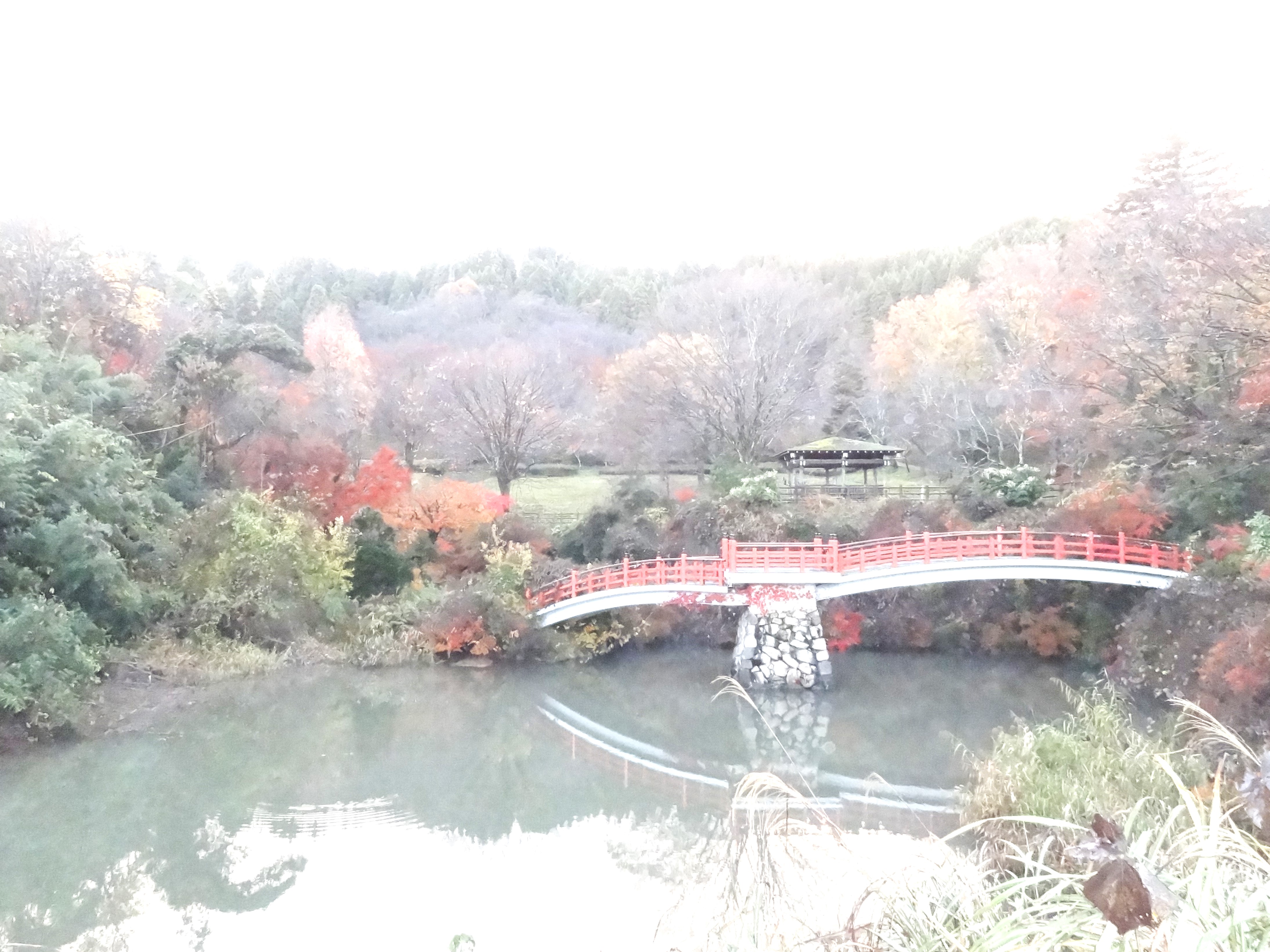 令和6年12月1日　午前7時頃撮影